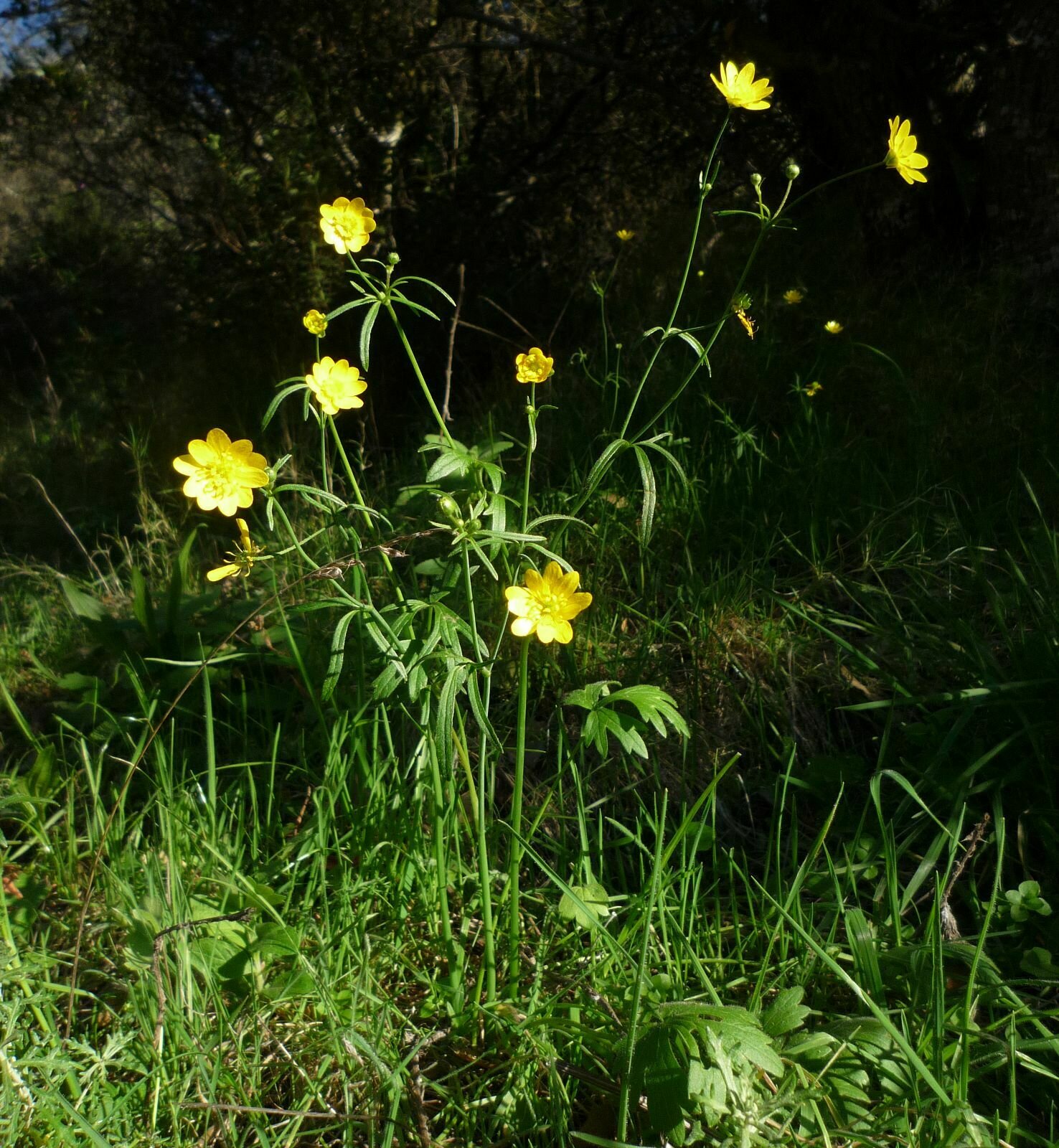 High Resolution Ranunculus californicus Plant